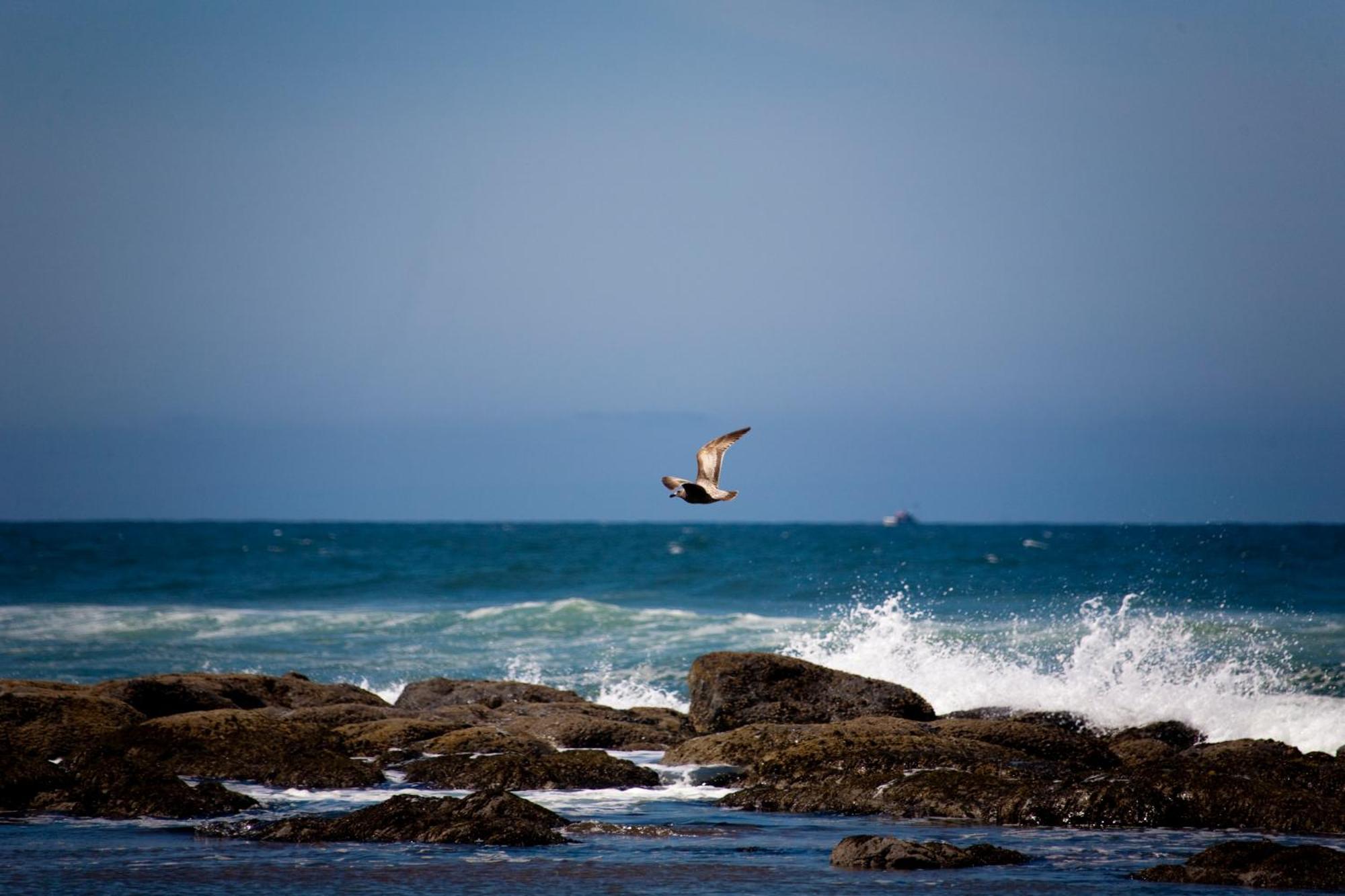 The Coho Oceanfront Lodge Lincoln City Buitenkant foto